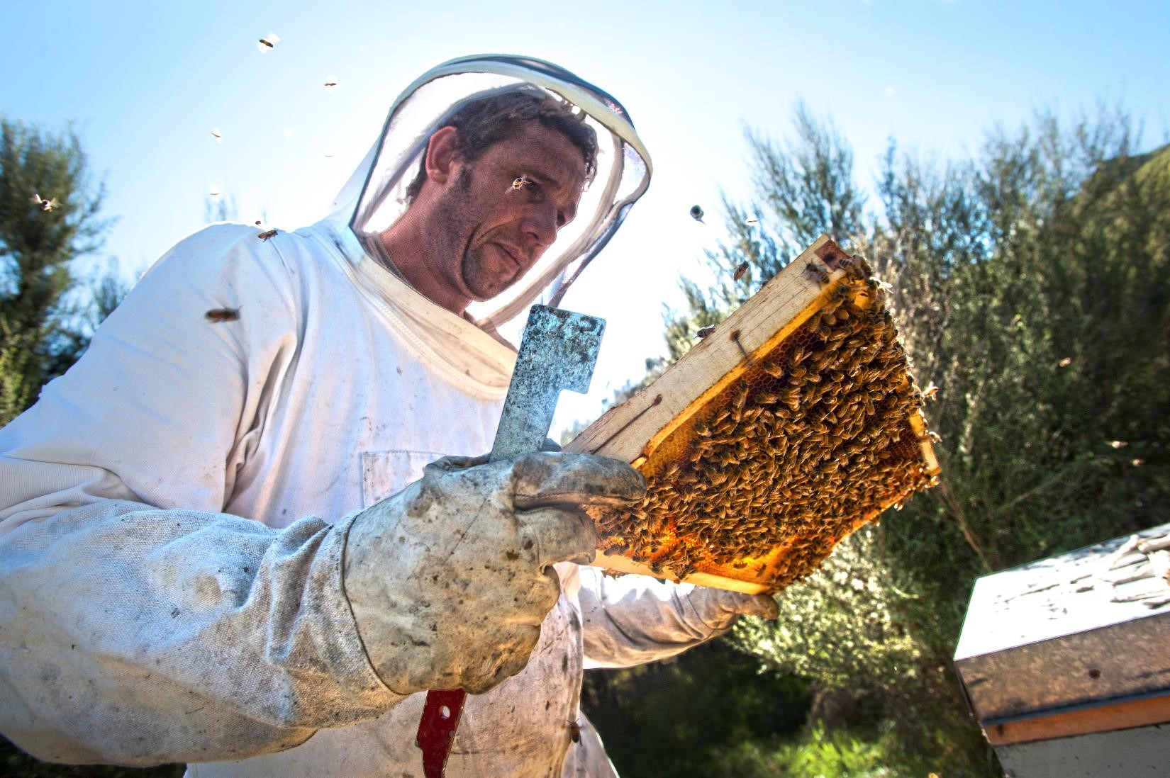 Honey Harvesting Ground Rules