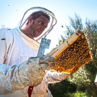 Honey harvesting - Ground Rules